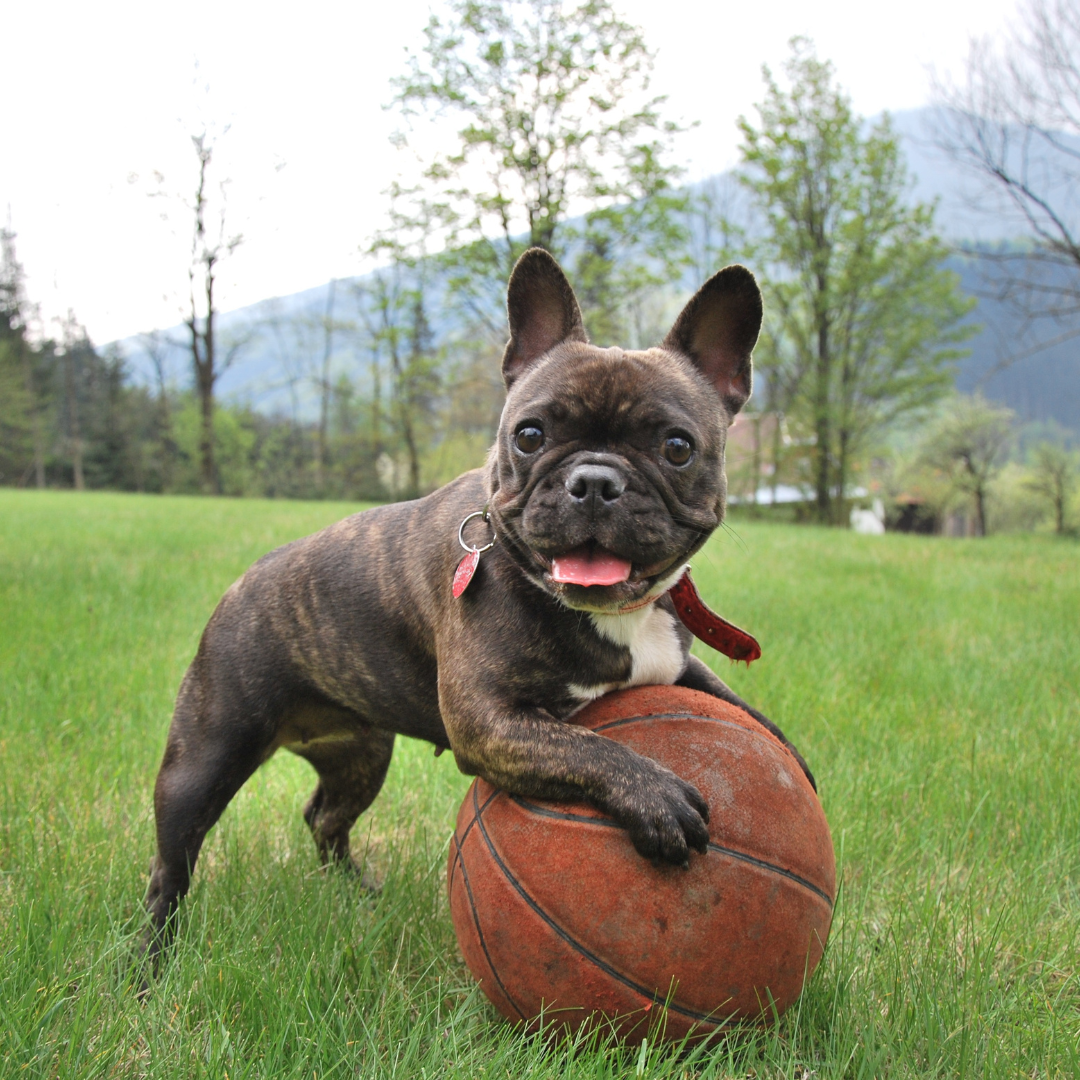 dog holding a basketball
