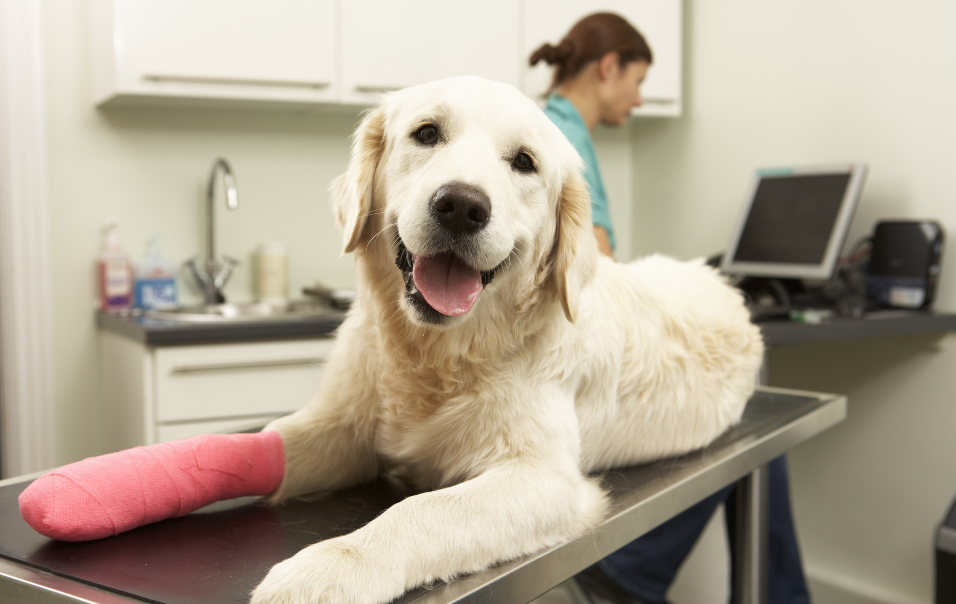 A dog with a bandaged leg on a table