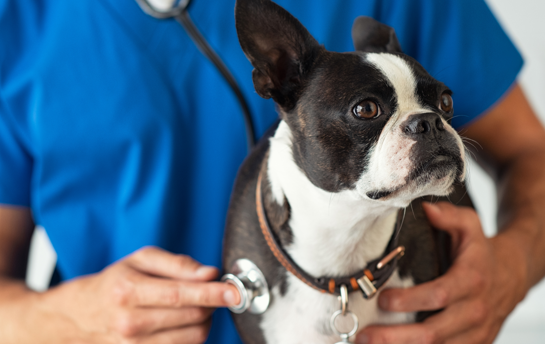 A dog with a stethoscope on its neck