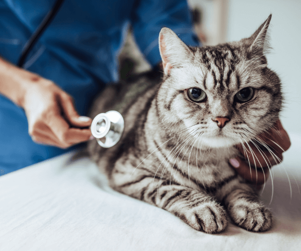 a cat with a stethoscope on its head
