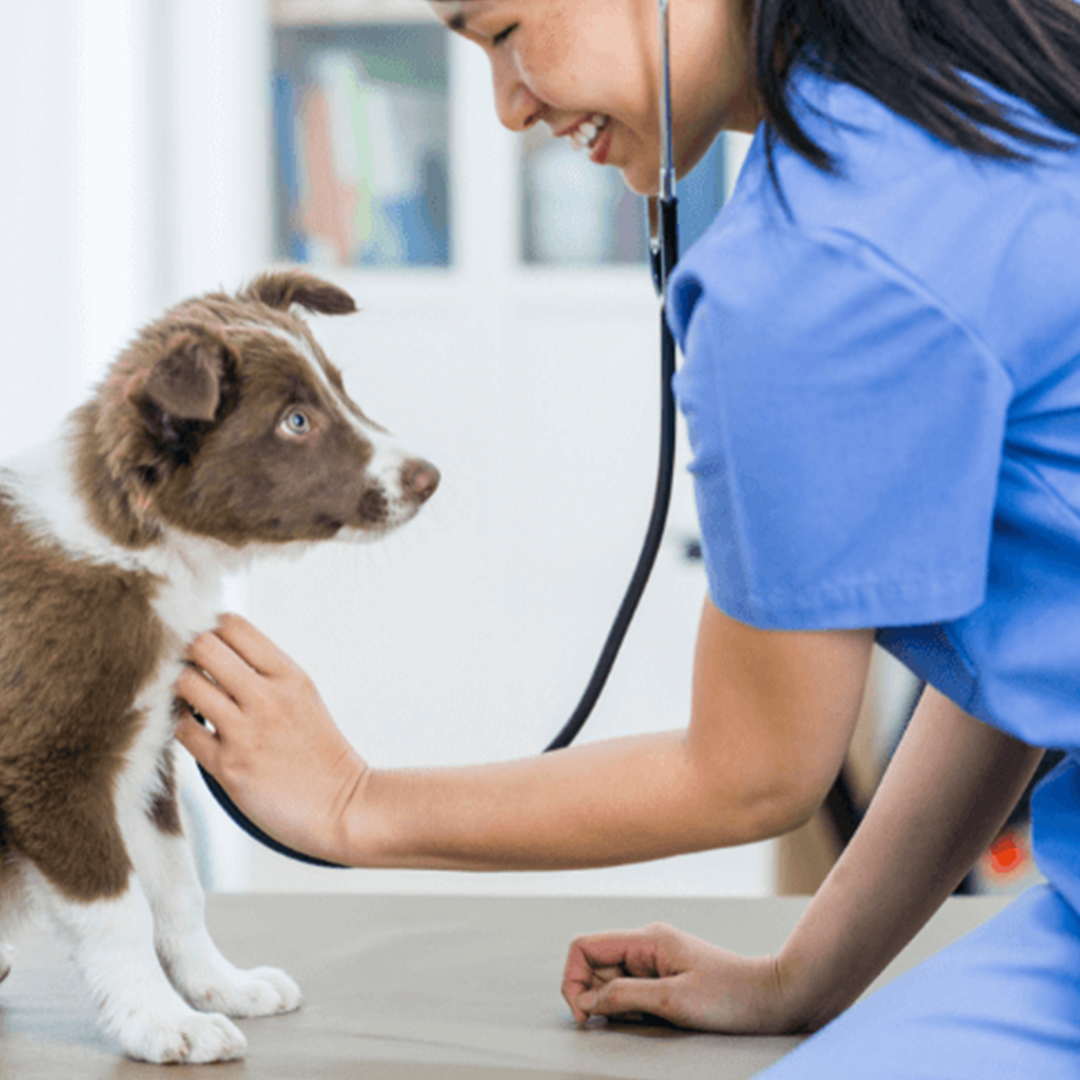 A person with stethoscope examining a dog