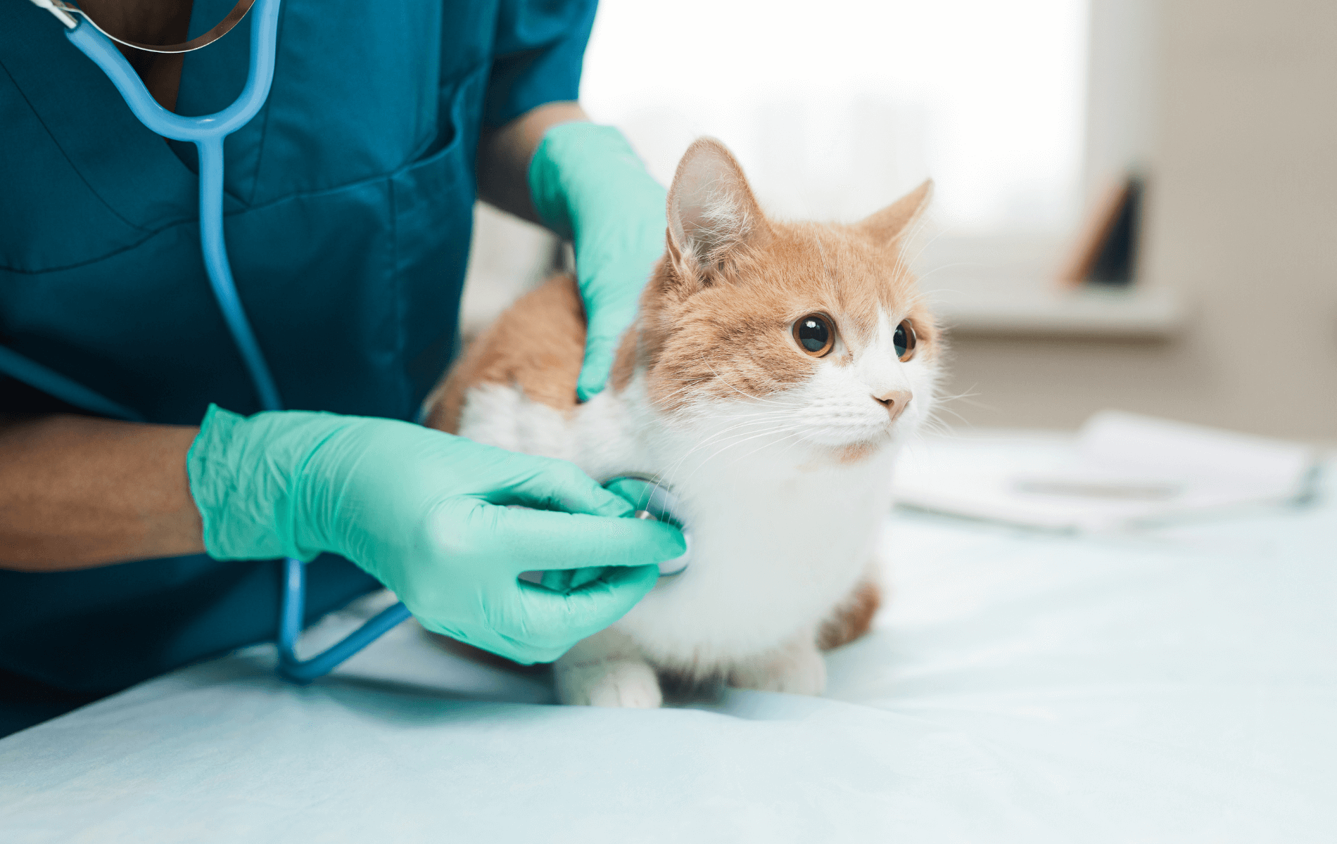 A person wearing gloves and holding a stethoscope on a cat
