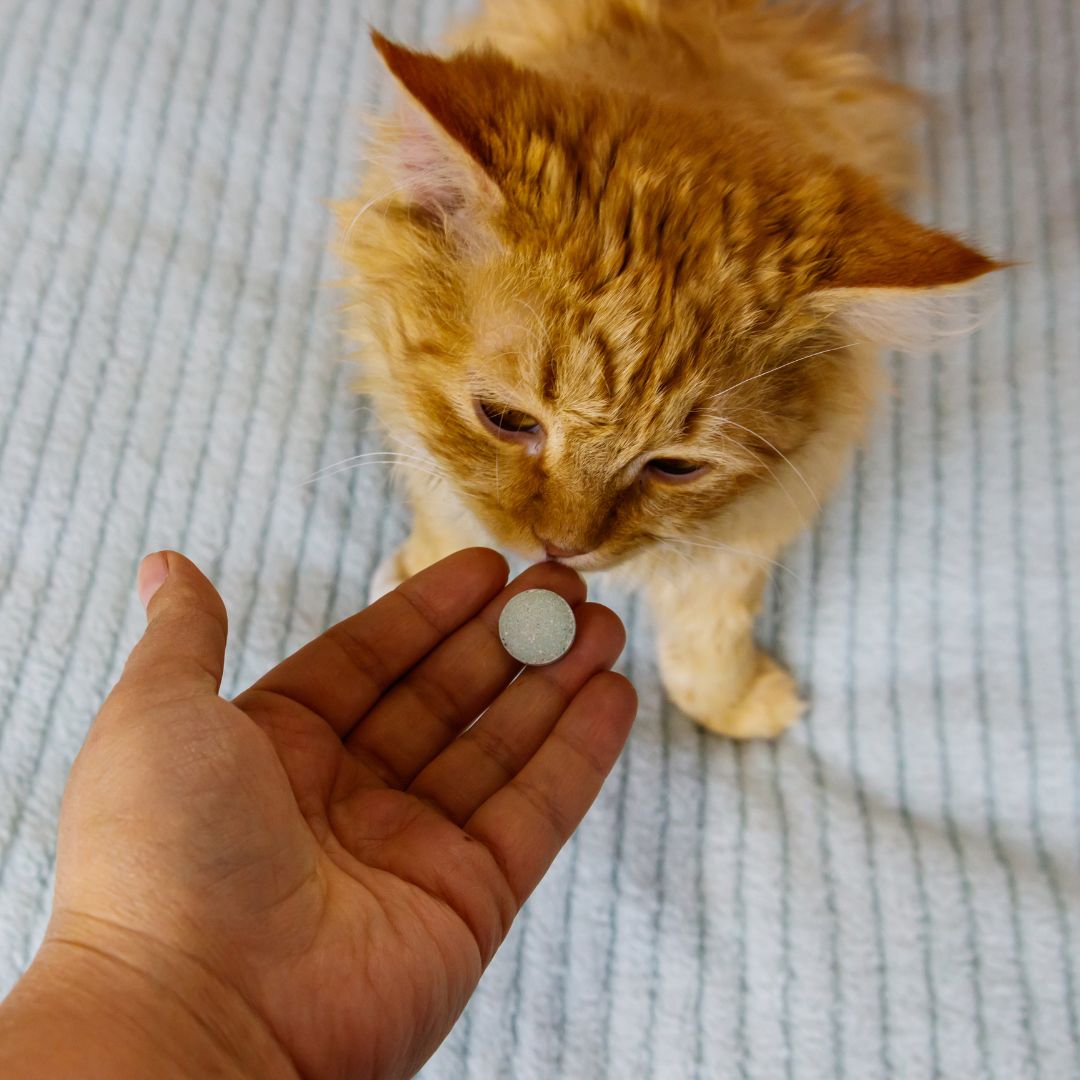 Ginger cat getting a pill from owner