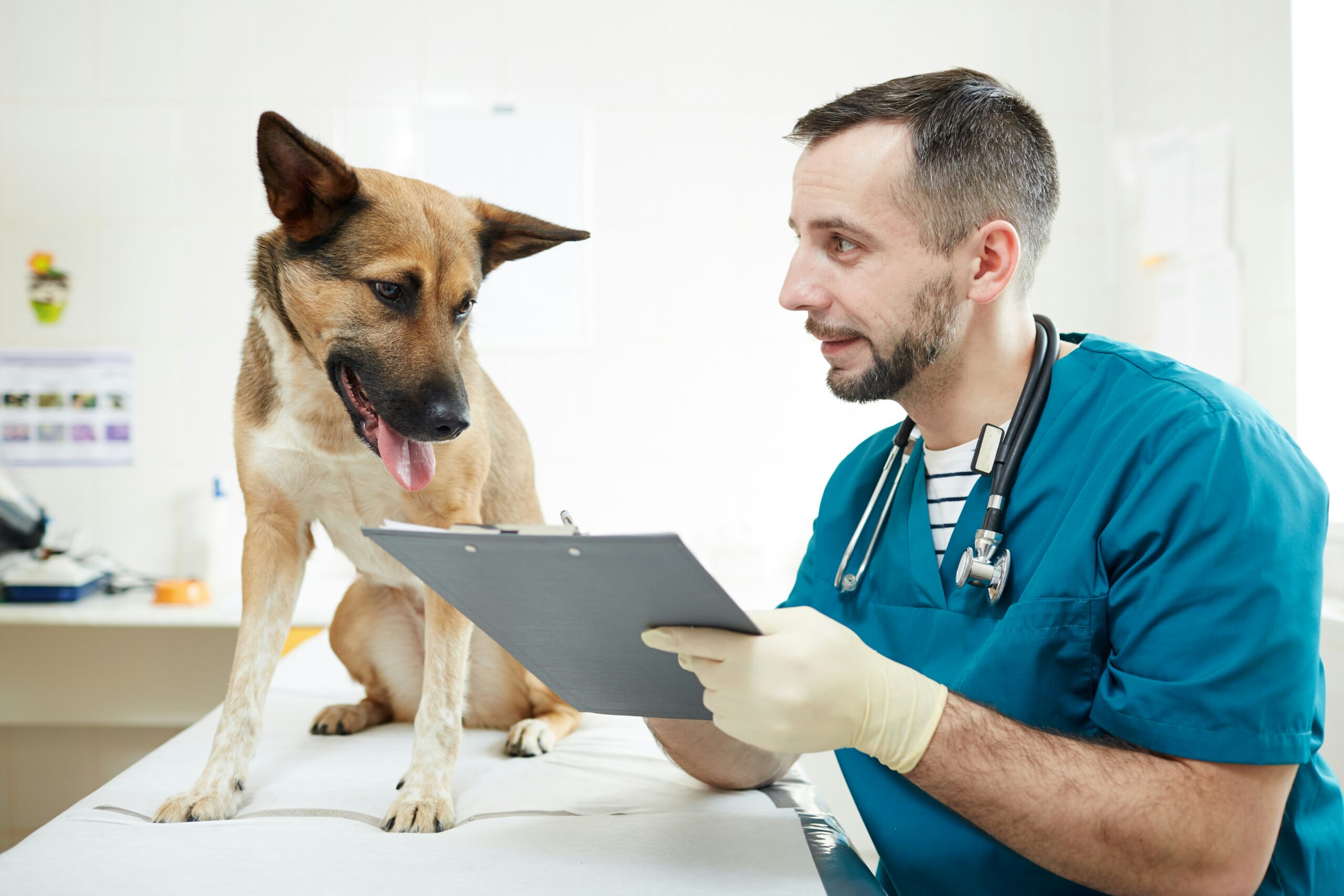 A vet reading a dog it's lab results from a chart